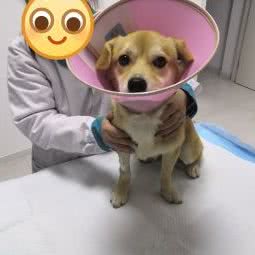 康诺宠物医疗:南通市如皋市