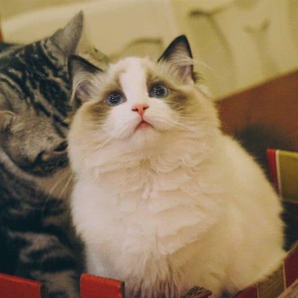 宠乐萌:连云港市海州区