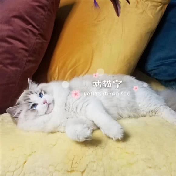 宠物之家咕猫宁:连云港市海州区