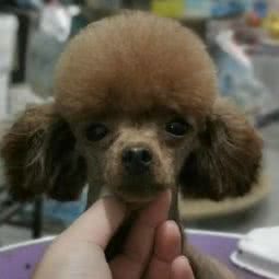 毛小孩宠物:连云港市赣榆区