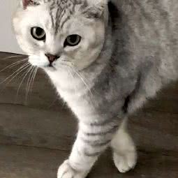 Hello猫咪生活馆:连云港市赣榆区