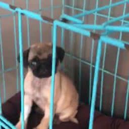 贝乐宠物诊所:连云港市赣榆区