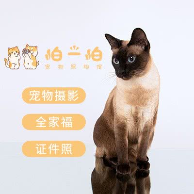 拍一拍狗狗照相馆:北京城区朝阳区百子湾附近