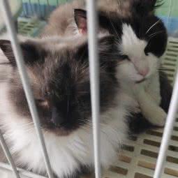 瑞新宠物医院:连云港市东海县