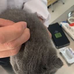 淘可爱宠物诊所:连云港市灌云县