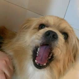 多多宠物:连云港市灌南县