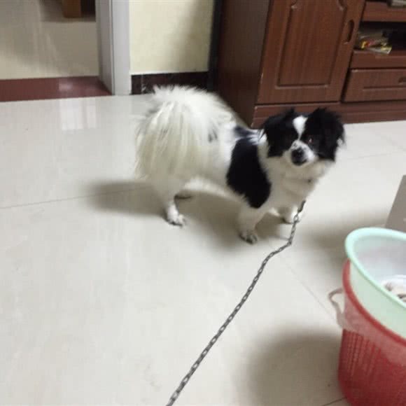 高小姐萌宠店:淮安市淮阴区