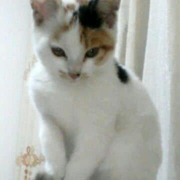 布可可宠宠宠吧:淮安市淮阴区