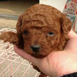 宠乐无限:淮安市涟水县