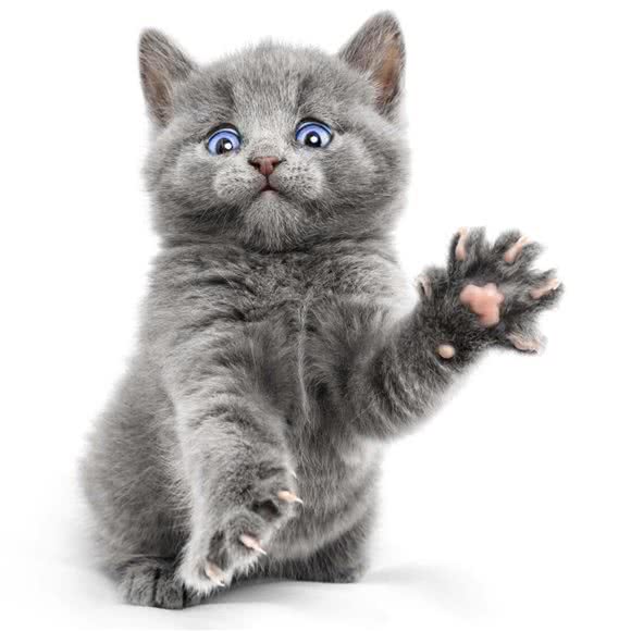 好奇宠物小精灵:淮安市盱眙县