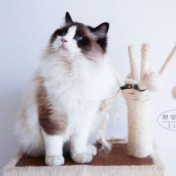 都梁名猫馆宠物店:淮安市盱眙县