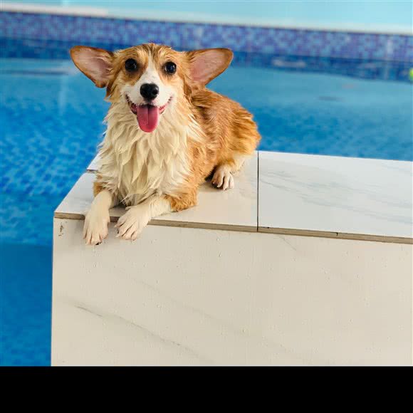 Ta宠物乐园:盐城市盐都区