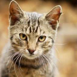 圣宠宠物(橡树湾店):盐城市盐都区