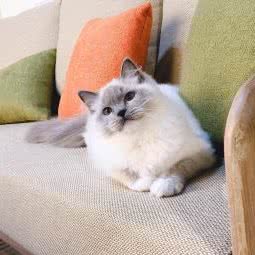 爱贝尔宠物馆(熙园店):盐城市盐都区