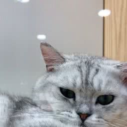 猫品宫殿:盐城市大丰区