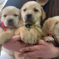 甜甜宠物店:盐城市大丰区