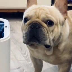 一宠一生:盐城市大丰区