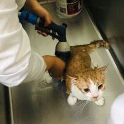 咪哆奇宠物生活馆:盐城市阜宁县