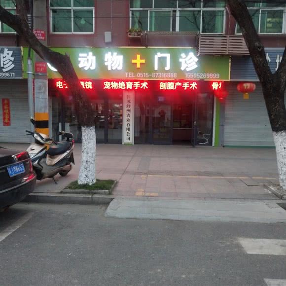 动物门诊:盐城市阜宁县