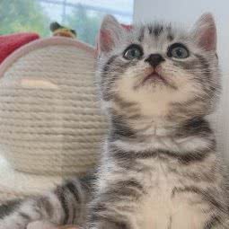 MEO猫屋:盐城市射阳县