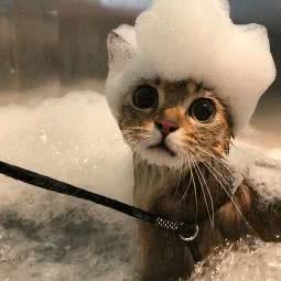 PETKIT 小佩宠物(建湖县登达新天地望府店):盐城市建湖县