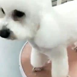 宠爱有家(弶港店):盐城市东台市