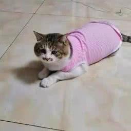 狗仔队宠物店:扬州市江都区