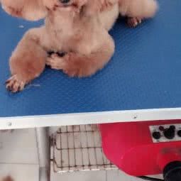 宠物情缘(浦江西路店):扬州市江都区