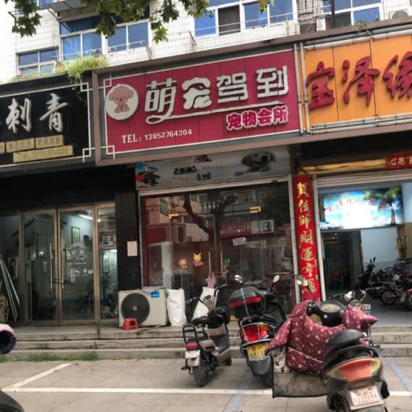 萌宠驾到:扬州市宝应县