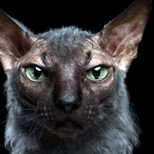 猫宁生活馆:扬州市仪征市