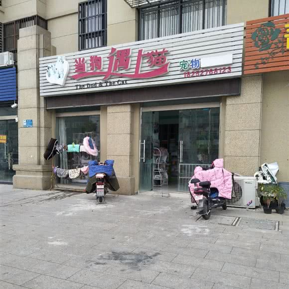 当狗遇上猫宠物:扬州市高邮市