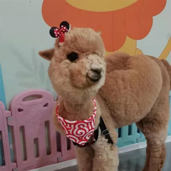 萌宝宠物互动体验馆(沁芳汇店):长治市潞州区城西路沿线附近