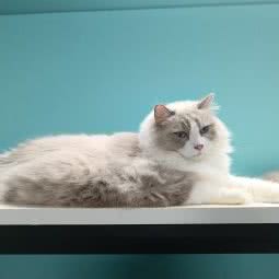 呼噜猫屋:扬州市高邮市