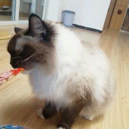 原木猫咖:扬州市高邮市