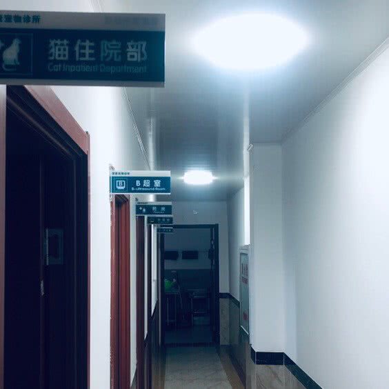 爱康宠物诊所:扬州市高邮市