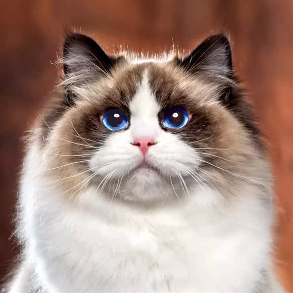 宠小屋兔咖:镇江市丹阳市