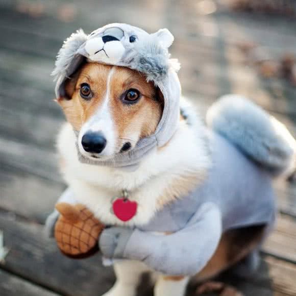 开心宠物狗:镇江市丹阳市