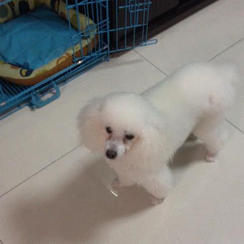 天天宠物:镇江市丹阳市