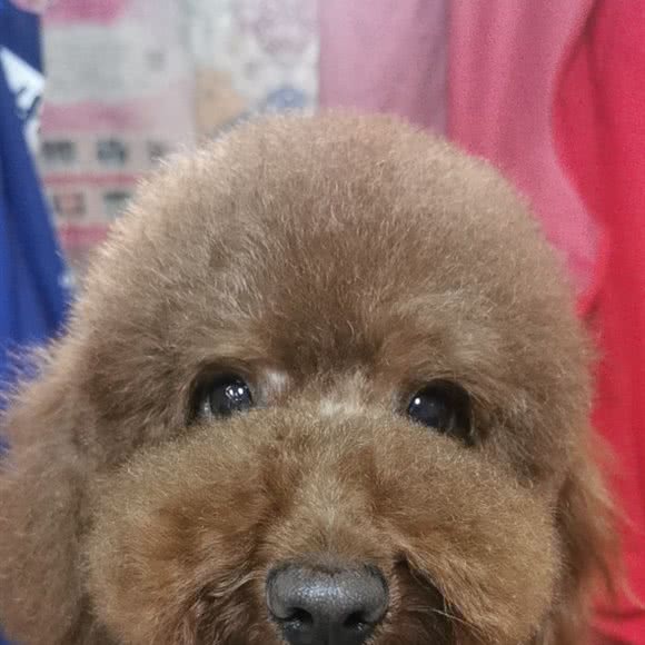 宠时尚长邯路店:长治市潞州区太行东街附近