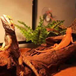 卷毛宠物训练寄养中心(三茅店):镇江市扬中市