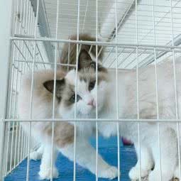 皮皮喵萌猫舍:镇江市扬中市