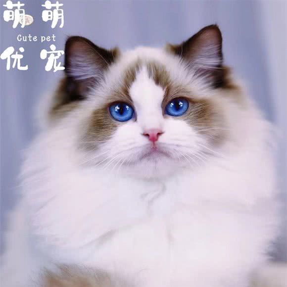 萌萌优宠(猫狗专卖店):北京城区朝阳区百子湾附近