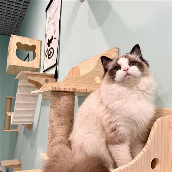 Yoha Cat Paradise猫舍:镇江市句容市