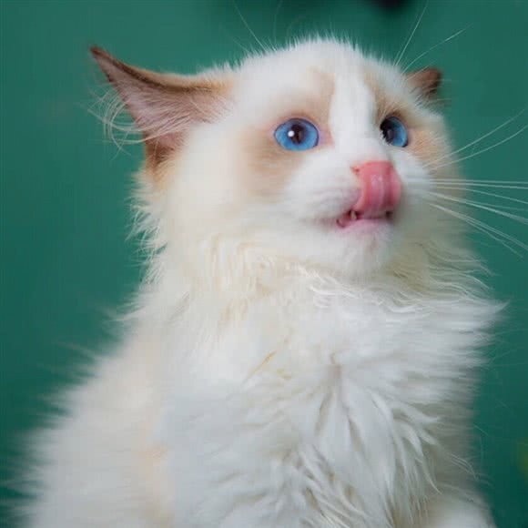 猫大侠名猫馆:镇江市句容市