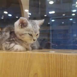 1号喵喵(帕缇亚店):镇江市句容市