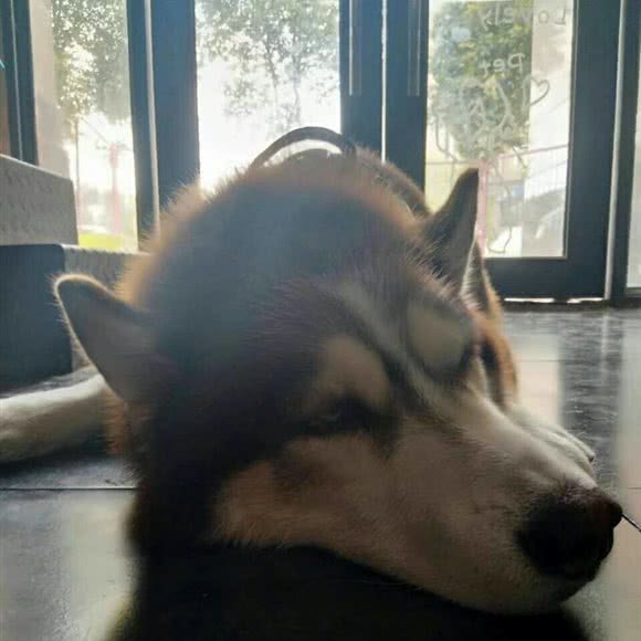 班德尔宠物店:晋城市城区泽州路附近