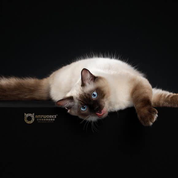 Little Damo 澧酱猫苑:泰州市泰兴市