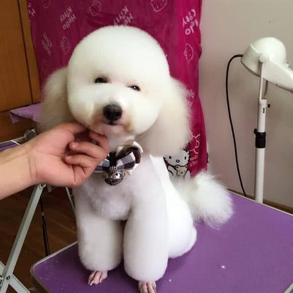 优贝宠物:宿迁市宿城区