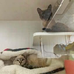 喵星人猫舍:宿迁市宿城区