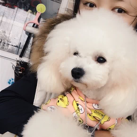 明兴狗狗:宿迁市宿豫区